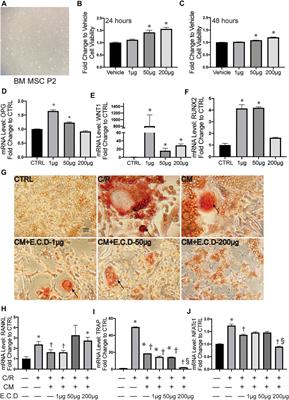 Eucommia, Cuscuta, and Drynaria Extracts Ameliorate Glucocorticoid-Induced Osteoporosis by Inhibiting Osteoclastogenesis Through PI3K/Akt Pathway